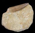 Large, Fossil Plesiosaur (Zarafasaura) Tooth In Rock #56416-1